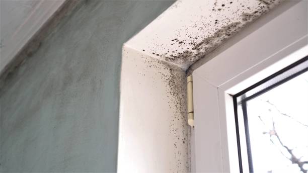 Best Crawl Space Mold Removal  in Gold Bar, WA