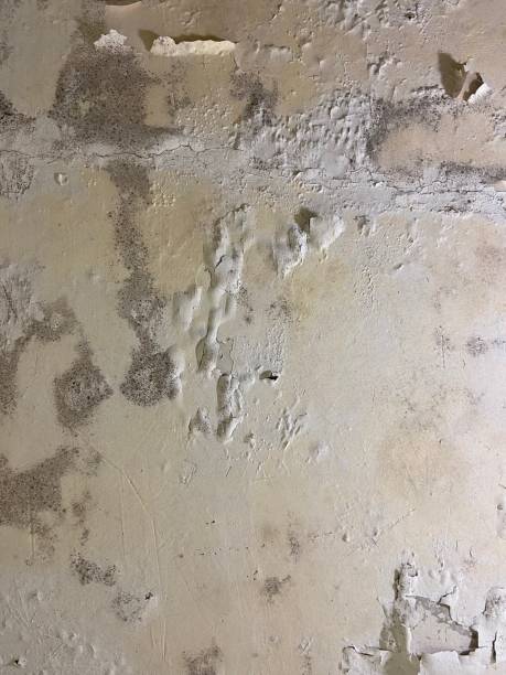 Best Same-Day Mold Removal  in Gold Bar, WA