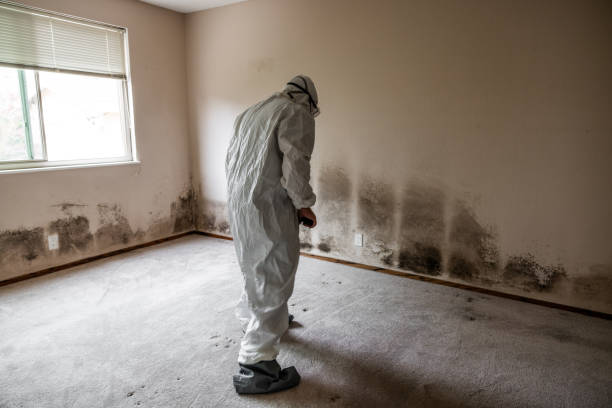 Professional Mold Removal in Gold Bar, WA