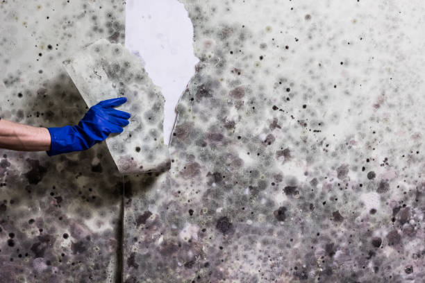 Best Office Mold Removal Services  in Gold Bar, WA
